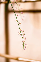 Acriopsis lillifolia sp. Java